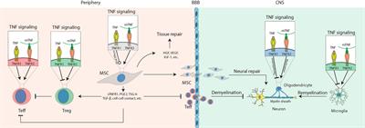 Critical Role of Tumor Necrosis Factor Signaling in Mesenchymal Stem Cell-Based Therapy for Autoimmune and Inflammatory Diseases